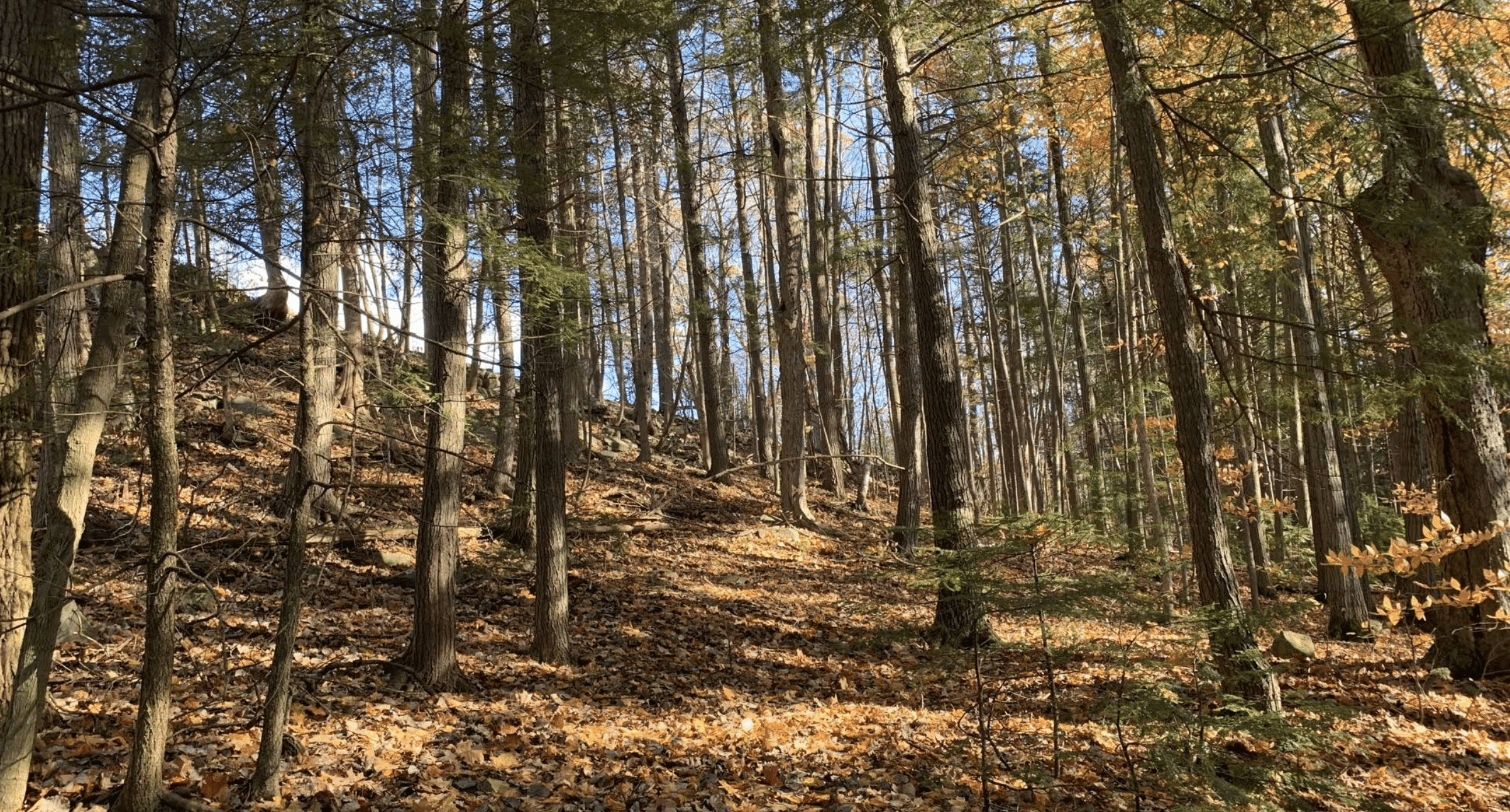 Gatineau Park Trail
